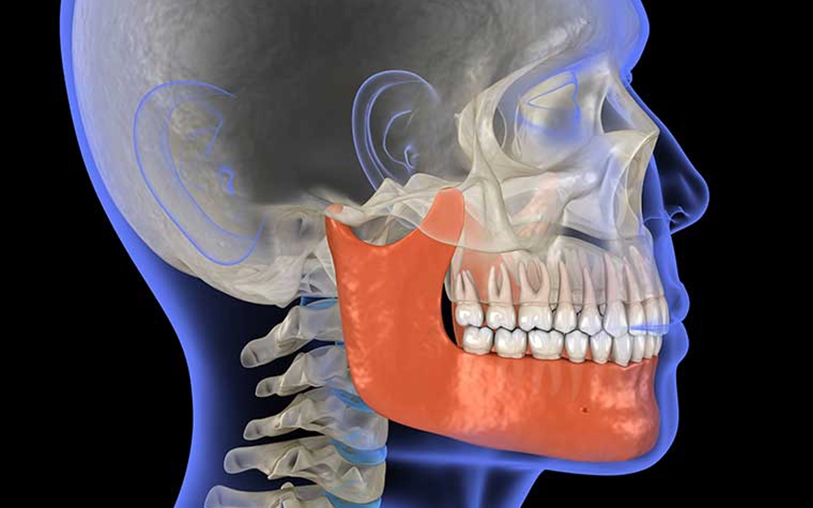 顎関節の構造と、症状が起こる仕組み